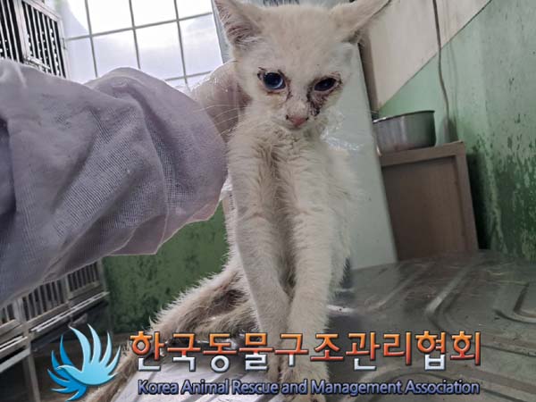 한국동물구조관리협회_441560202400819